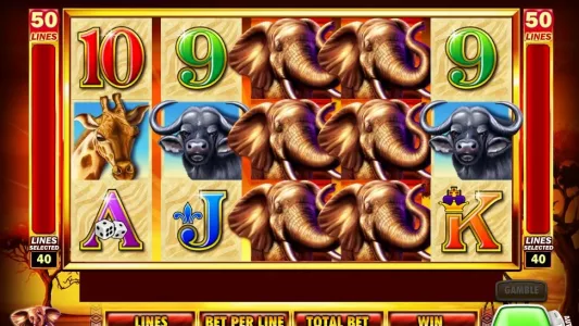 Safari Spirit Spins